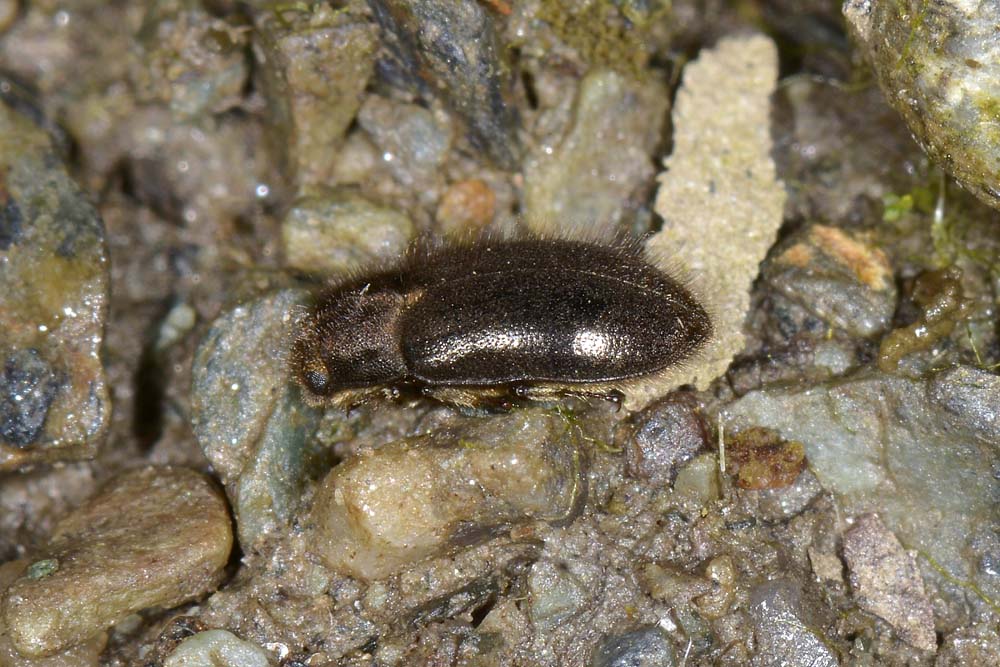 Dryopidae di palude? - Dryops sp.